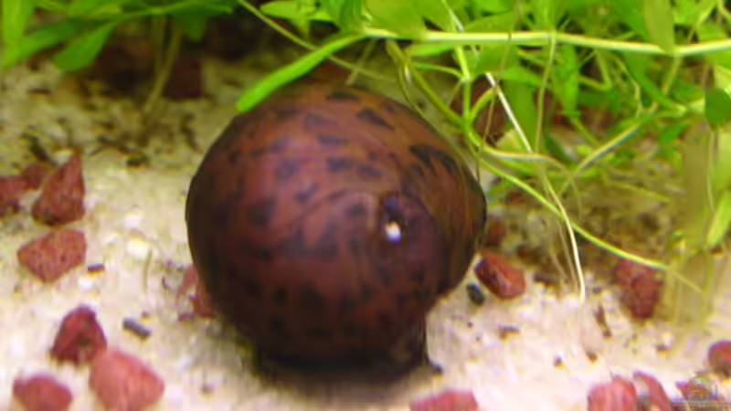 Rennschnecke von Jasmin Lütticke (16)