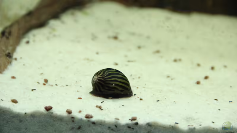 Rennschnecke von Jumata (23)