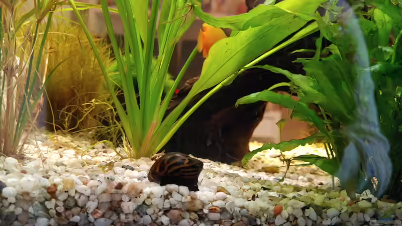 Rennschnecke von Juno (30)