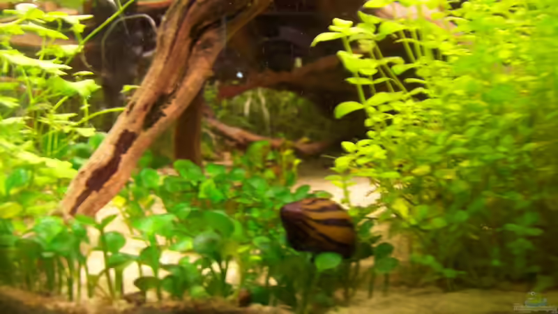 Rennschnecke von Lotte und Hendo (54)