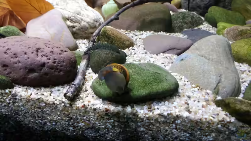 Rennschnecke von Miss Kasimir (23)