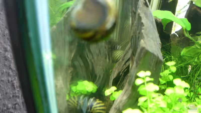 Rennschnecke von Nanonana (24)