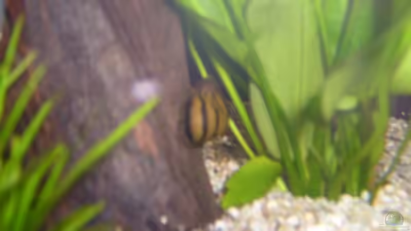 Rennschnecke von onil (12)