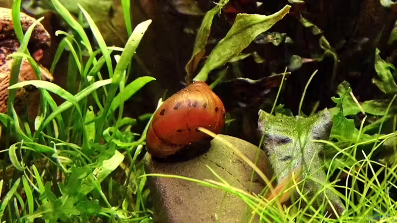 Rennschnecke von snooze (56)