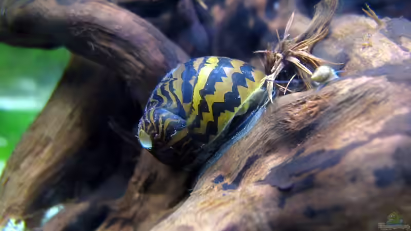 Rennschnecke von Stefan Peter (43)