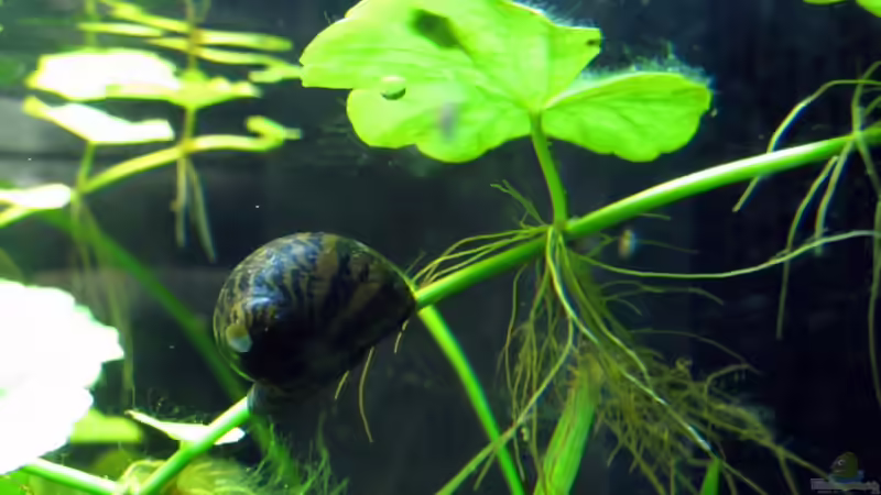 Rennschnecke von Stefan Peter (45)