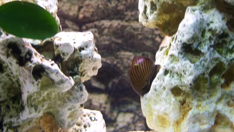 Rennschnecke von Stefan Schulz (50)