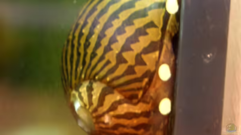 Rennschnecke von Sterni317 (7)