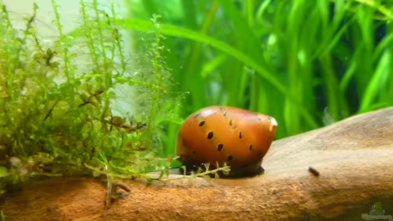 Rennschnecke von tanja4 (19)