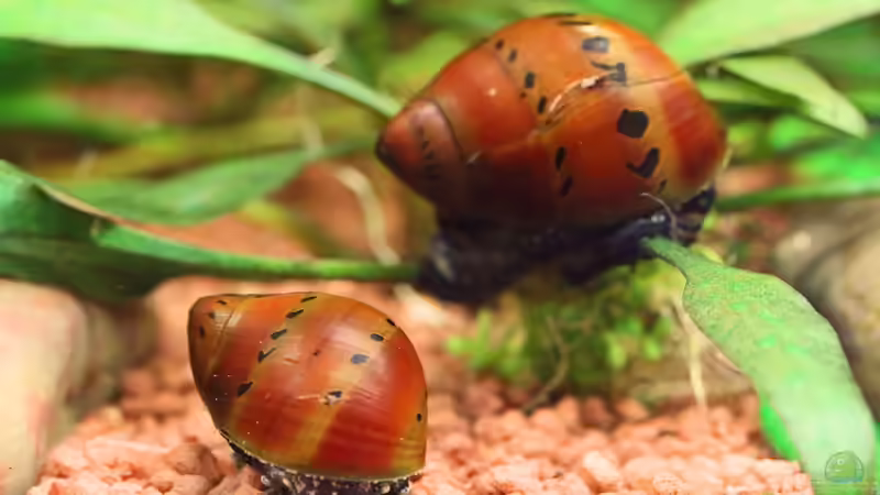 Rennschnecken ´Orange Track´ / Neritinia sp.  von Dirk F. (52)