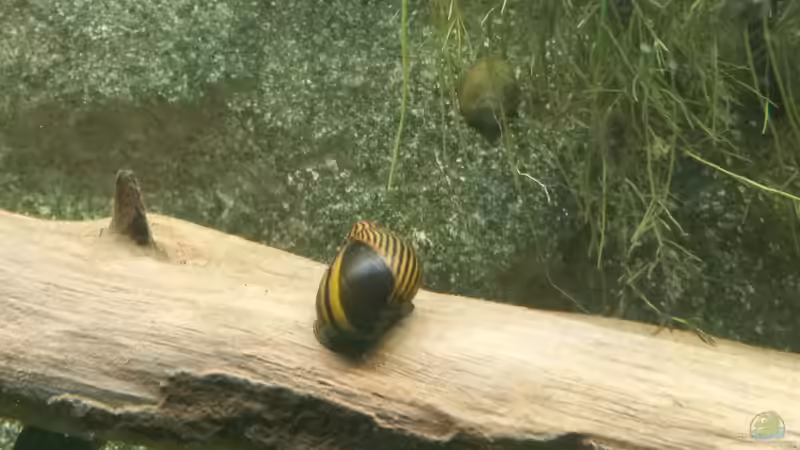 Rennschnecken sind schön und gute kleine Helfer. von Patrick`s Amazonas (20)