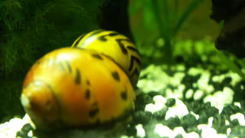 Rennschnecken von Chris 81 (5)