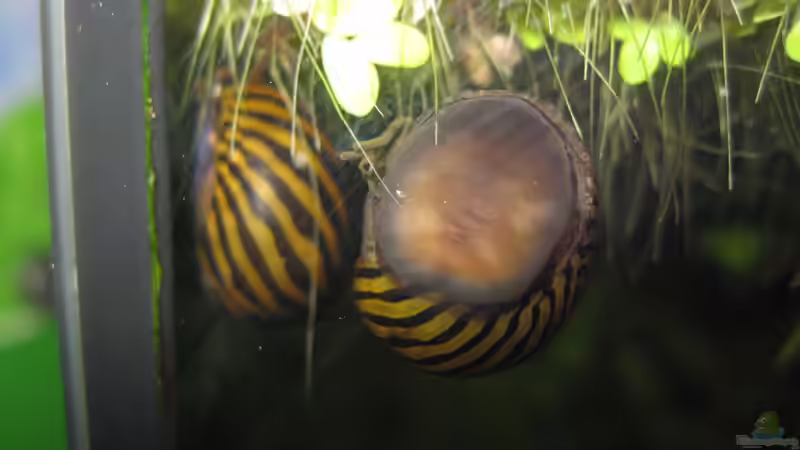 Rennschnecken von Jenny (29)