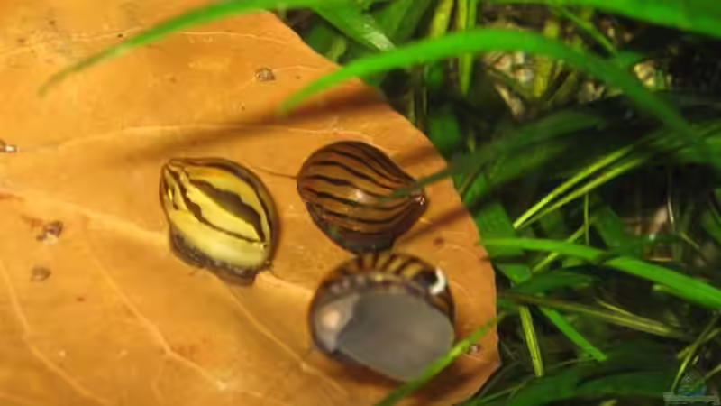 Rennschnecken von Momo-kocht (7)