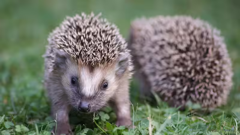 Reproduktionsverschiebung bei Wildtieren – Das Beispiel des Igels