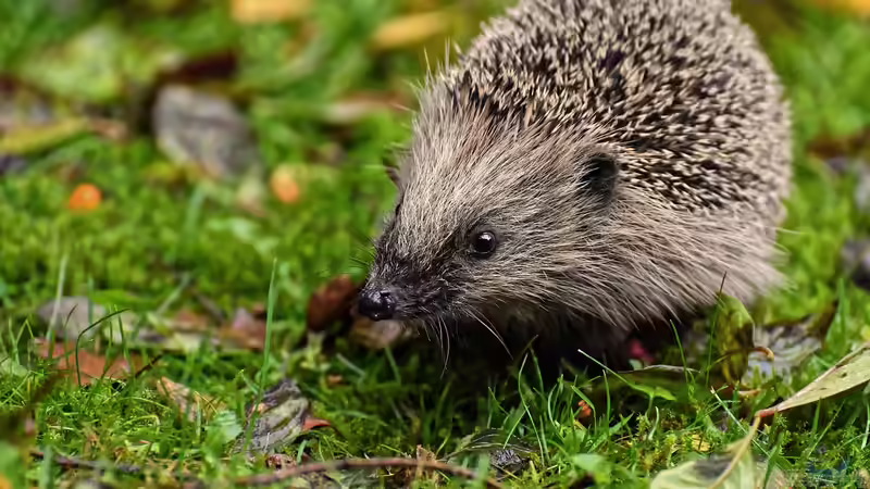 Reproduktionsverschiebung bei Wildtieren – Das Beispiel des Igels