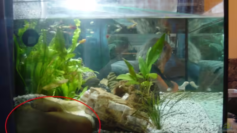 ReptilDen geschlossen. (roter Kreis) von Dominik Laufer (7)