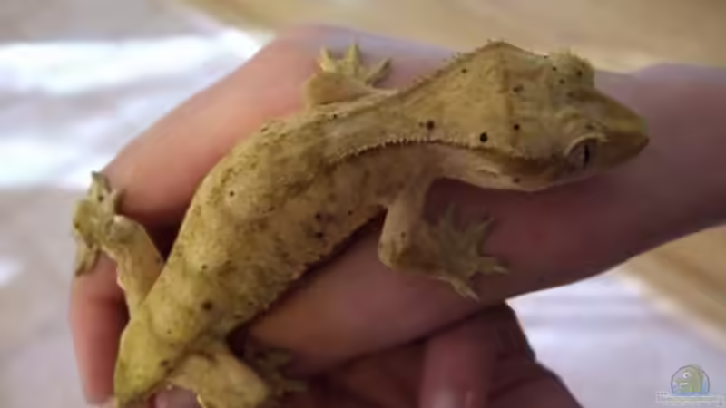 Reptilien züchten: Welche Arten sind für Anfänger geeignet?