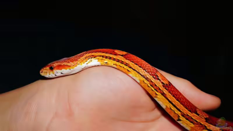 Reptilien züchten: Welche Arten sind für Anfänger geeignet?