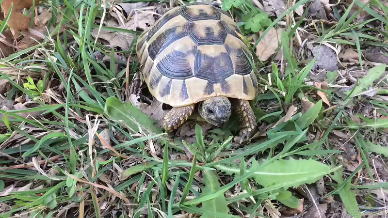 Reptilien züchten: Welche Arten sind für Anfänger geeignet?