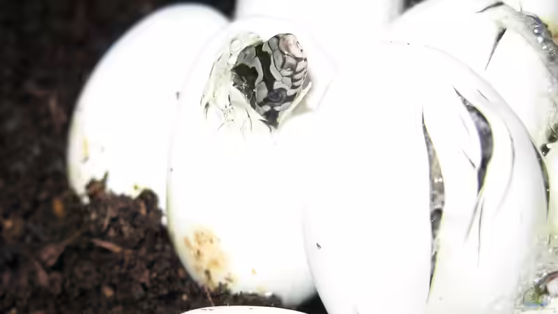 Reptilien züchten: Wie findest du den richtigen Inkubator?