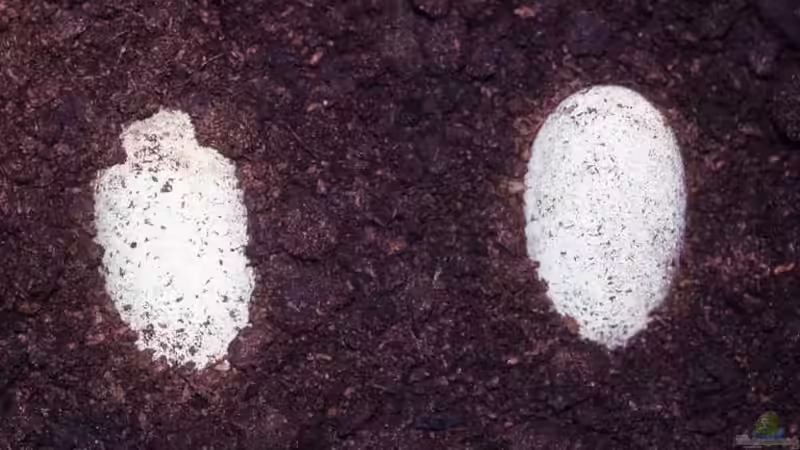 Reptilien züchten: Wie findest du den richtigen Inkubator?