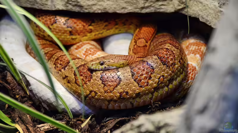 Reptilienauffangstationen in Deutschland - Verantwortung, Rettung und Artenschutz