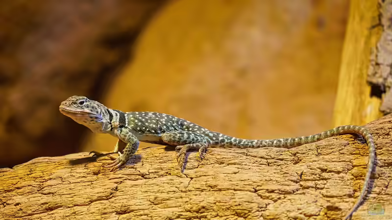 Reptilienauffangstationen in Deutschland - Verantwortung, Rettung und Artenschutz