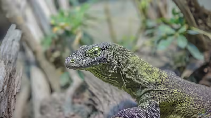 Reptilienauffangstationen in Deutschland - Verantwortung, Rettung und Artenschutz