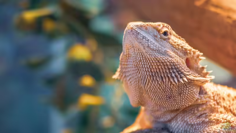 Reptilienauffangstationen in Deutschland - Verantwortung, Rettung und Artenschutz