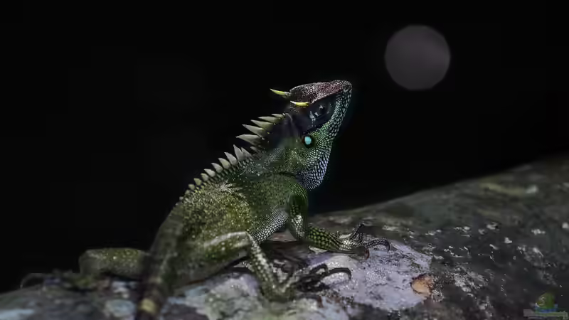 Reptilienbörsen tier- und artgerecht durchführen