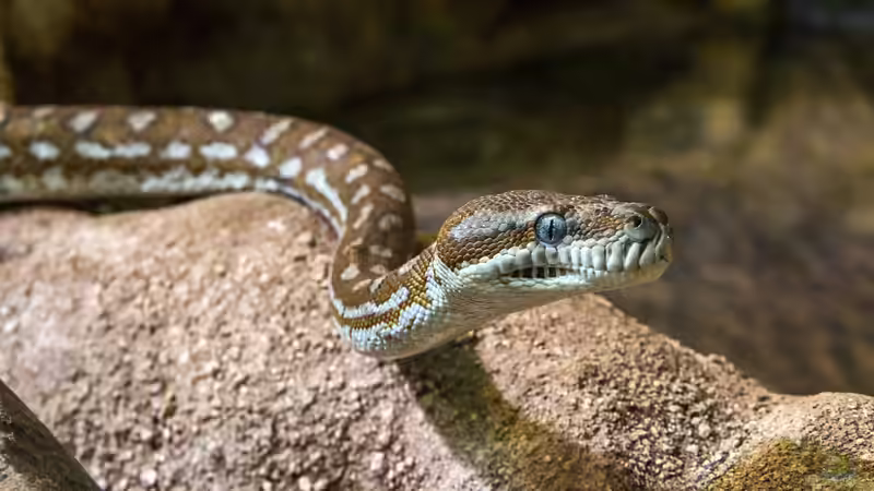 Reptilienhaltung: Welche Sachkundenachweise sind nötig?