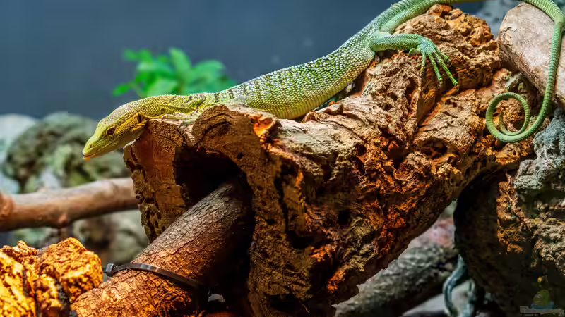 Reptilienraum - Das Herzstück einer professionellen Reptilienhaltung