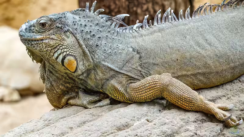 Reptilium Landau - Das große Terraristik-Erlebnis in der Pfalz