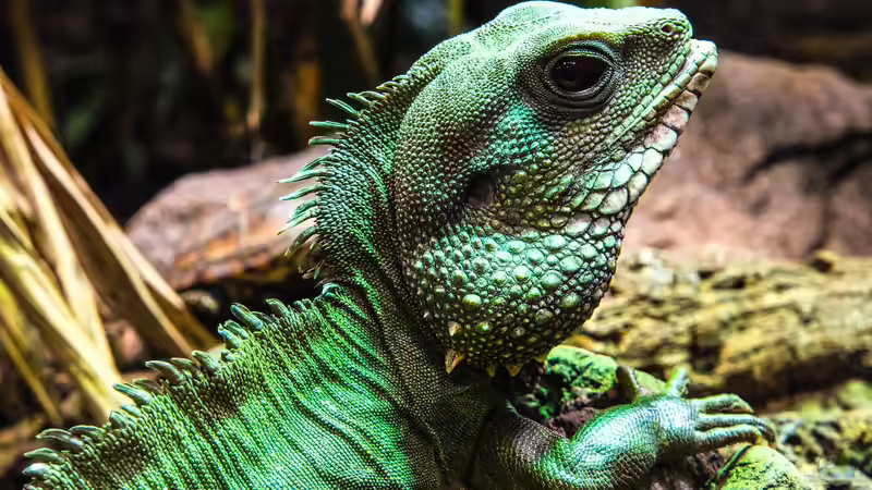 Reptilium Landau - Das große Terraristik-Erlebnis in der Pfalz