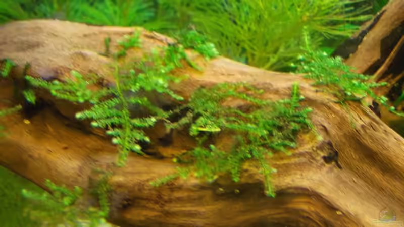 Restmoos entwickelt sich super von Koehler (31)