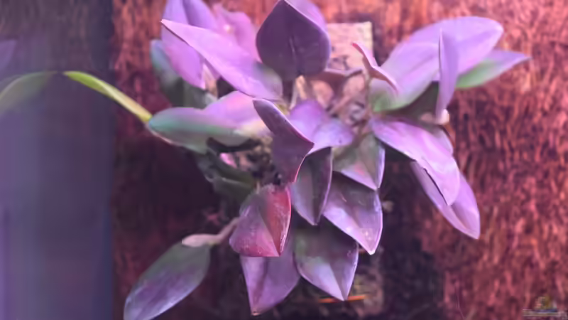 Restrepia contorta, die Rotfärbung ist wohl auf das zu starke Pflanzenlicht zurückzuführen von Junglist (20)