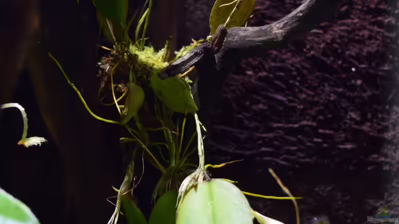 Restrepia trichoglossa von Junglist (19)