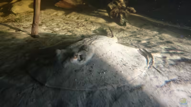 Reti Dame von Christoph Ottacher (8)