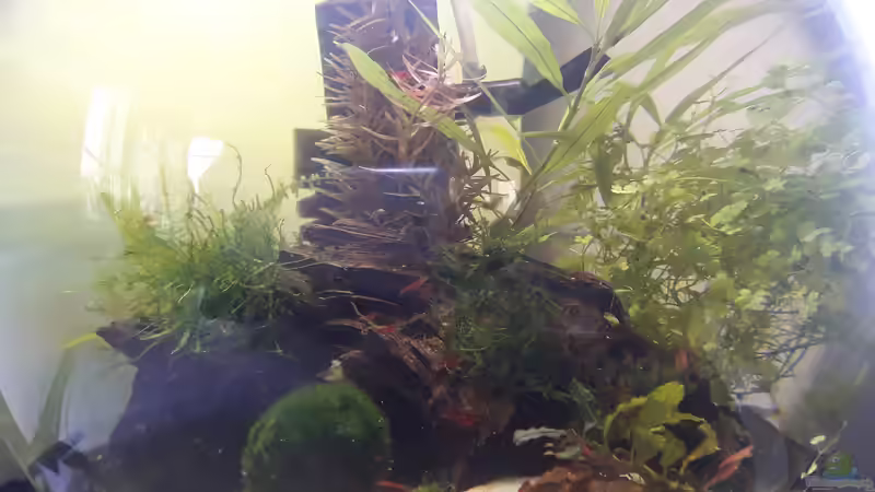 RetroWirbellosenWelt von Glücksscherbe (1)