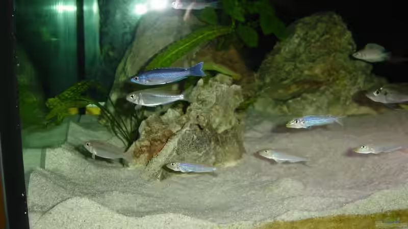 Revier  von Rainer Faßbender (13)