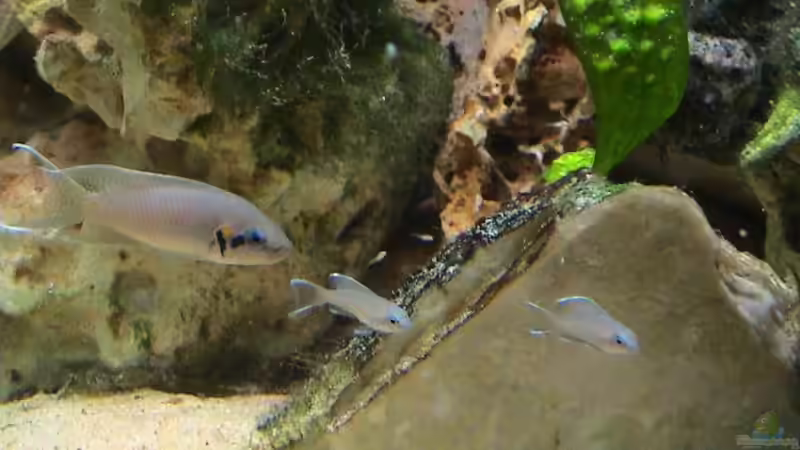 Revier der Feenbuntbarsche von andi (5)