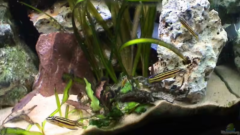 Revier der Schlankcichliden von andi (6)