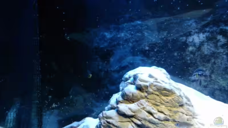 Revier der Schneckencichliden von PhilGabriel (9)