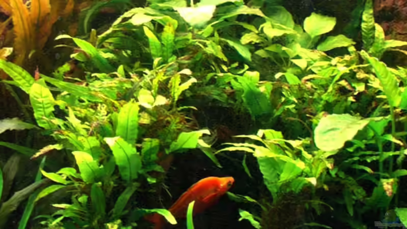 Revier des Alpha-Männchens: die Wurzelhöhle von Tilo Schmiedl (16)