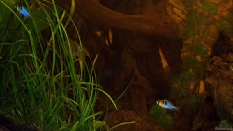 Revier des einen Schmetterlingsbuntbarschpaares von Anja Hermes (5)