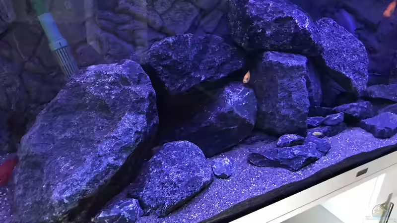 Revier links von CJ (5)