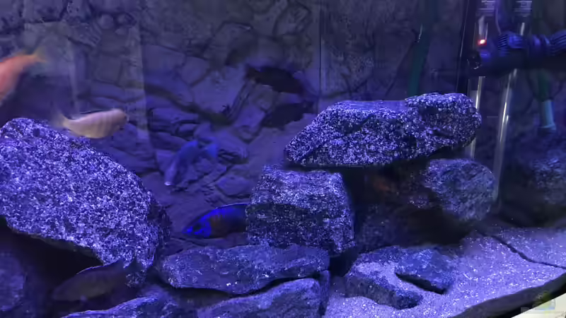 Revier rechts von CJ (7)