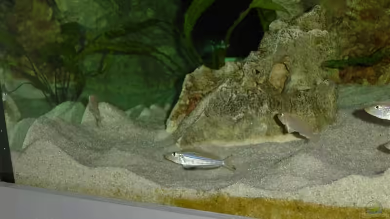 Revier von Rainer Faßbender (14)