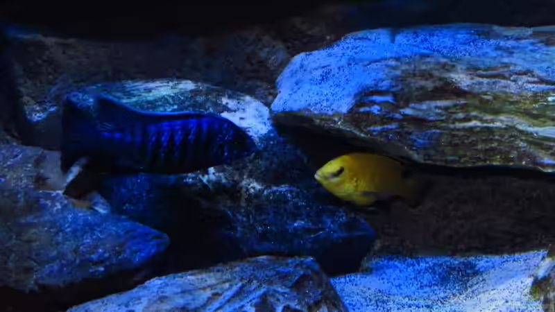 Revierstreitigkeiten 15.02.2013 von Steffen G (71)